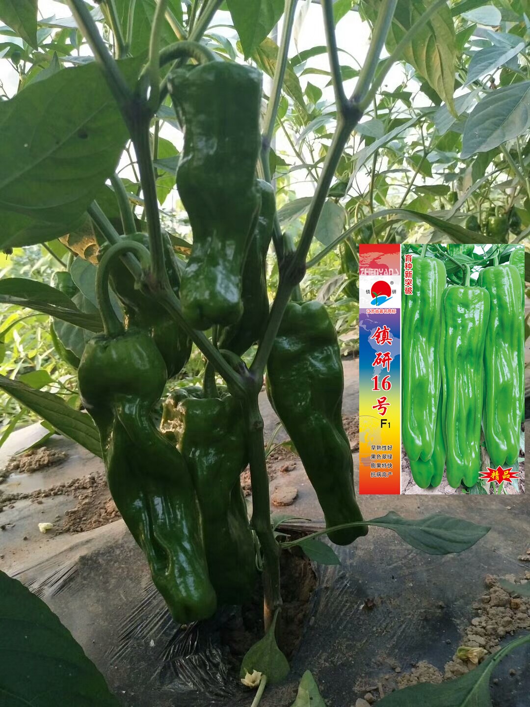 螺丝椒果实特写