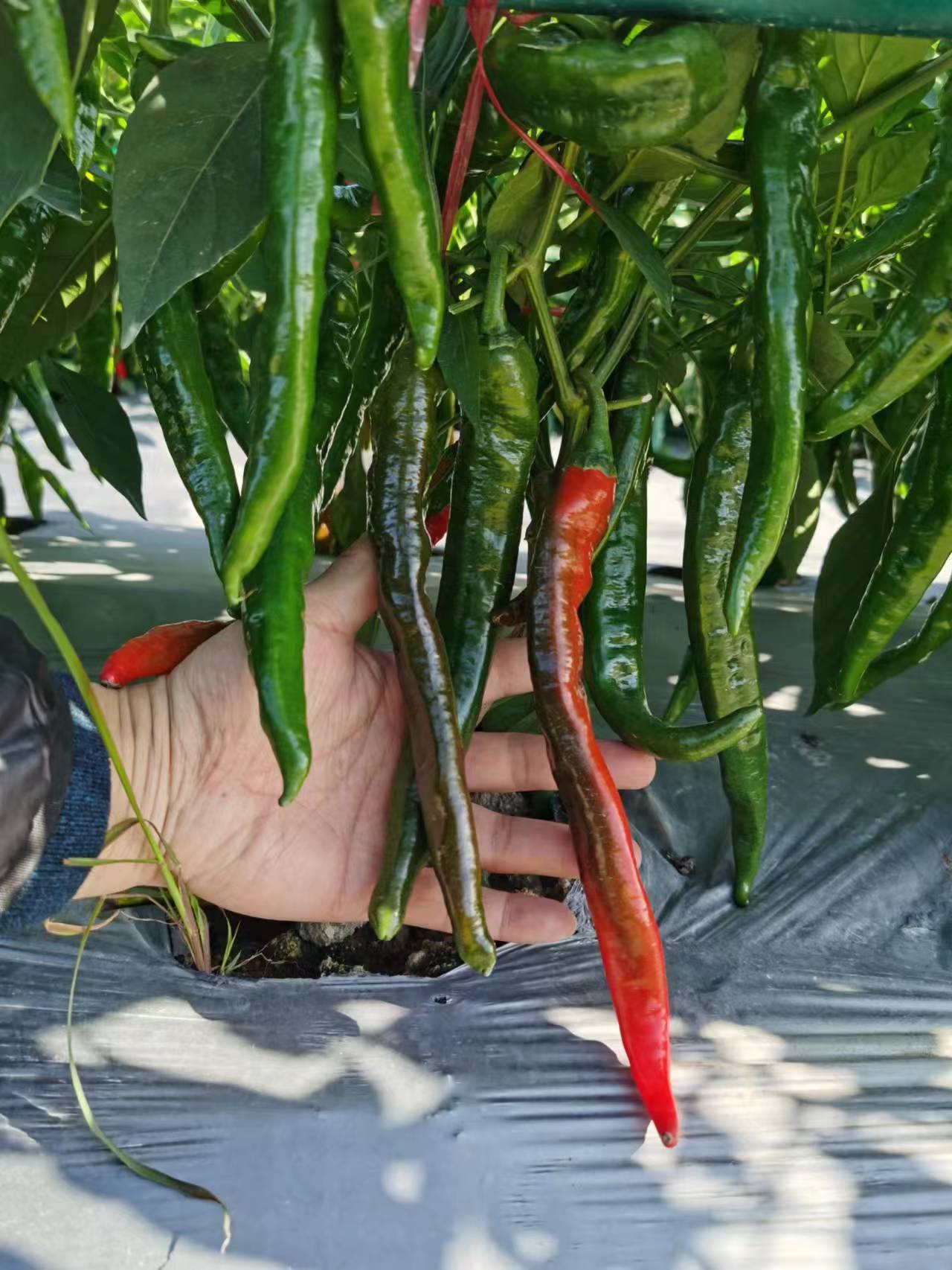 辣椒种子加工生产线