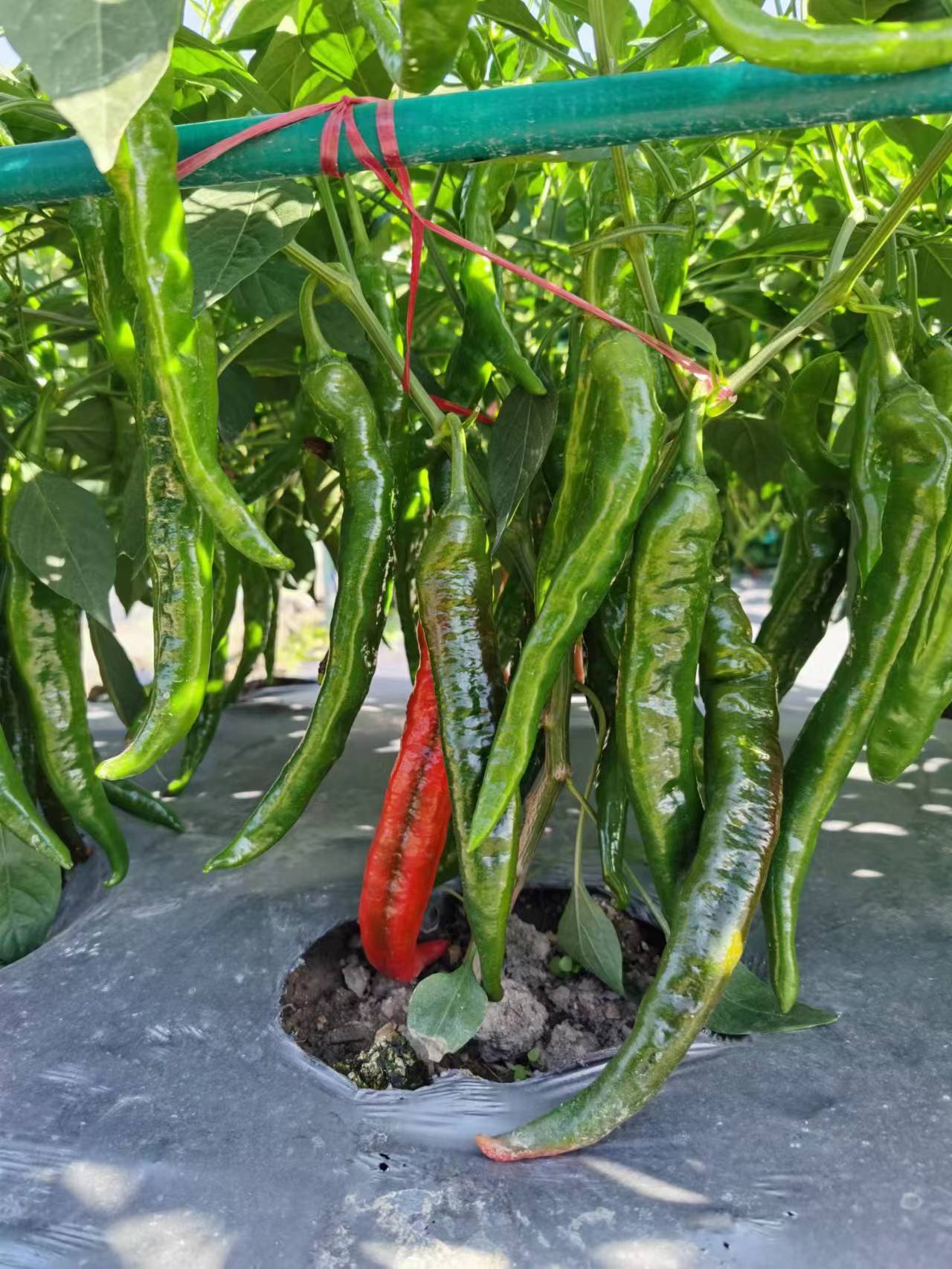 线椒种子样本展示