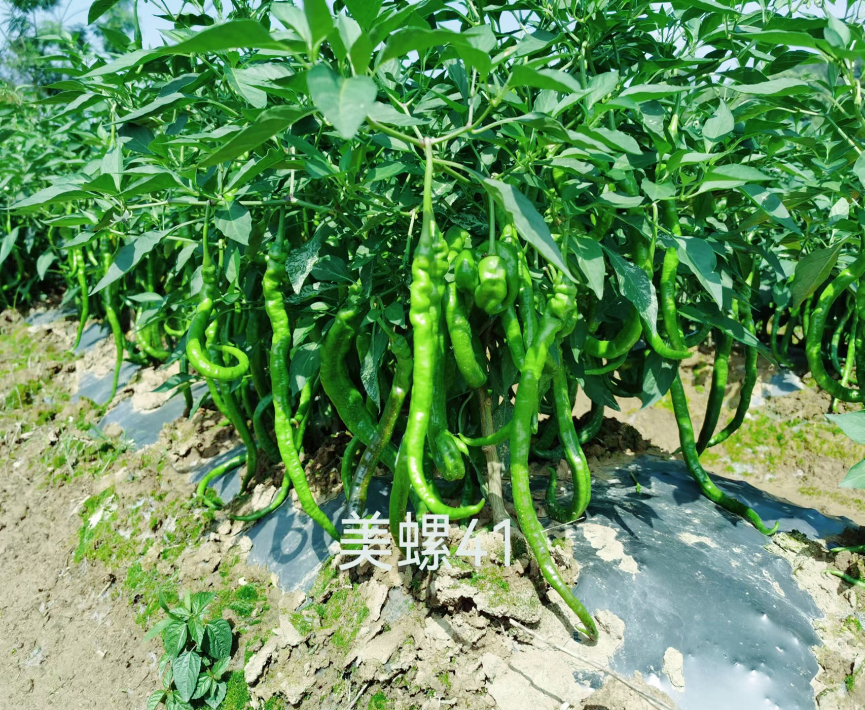 辣椒种子质量检测流程