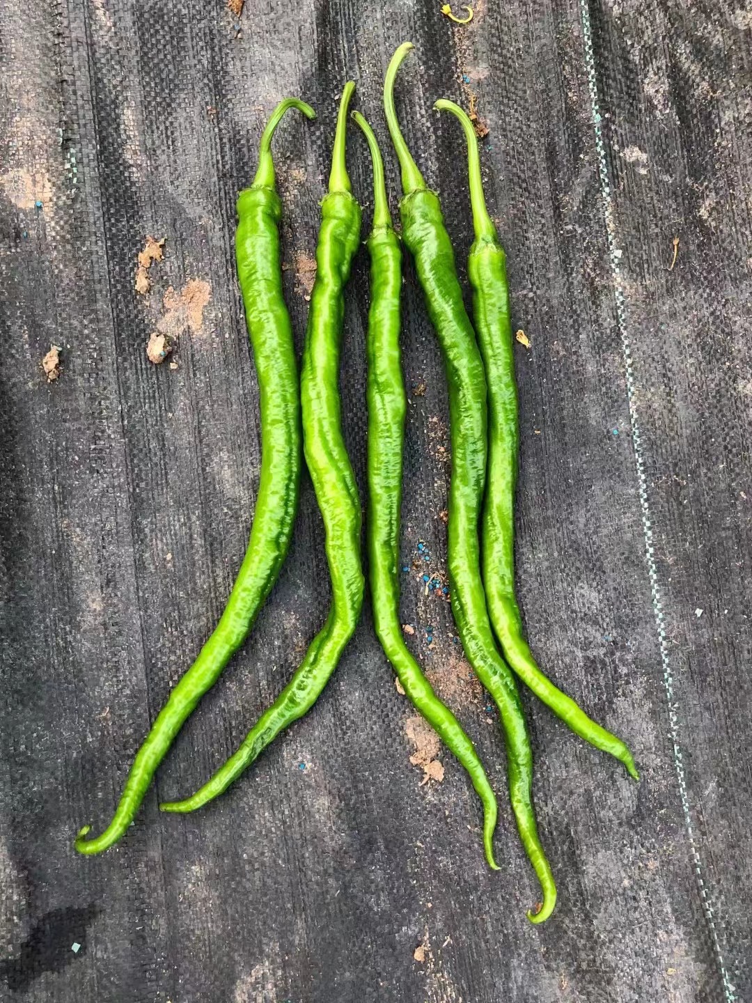 辣椒种子育苗技术展示