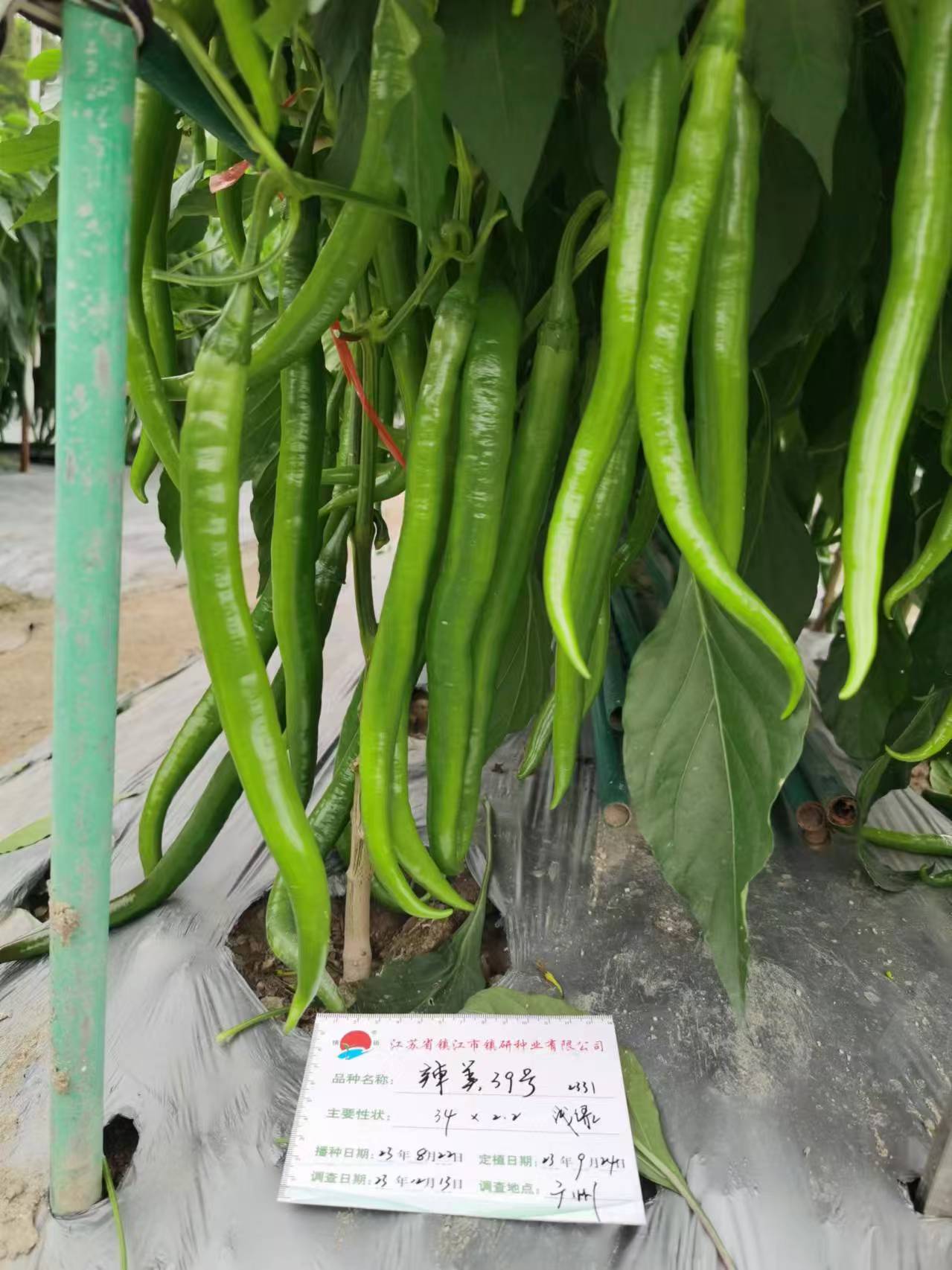 加工型辣椒种子