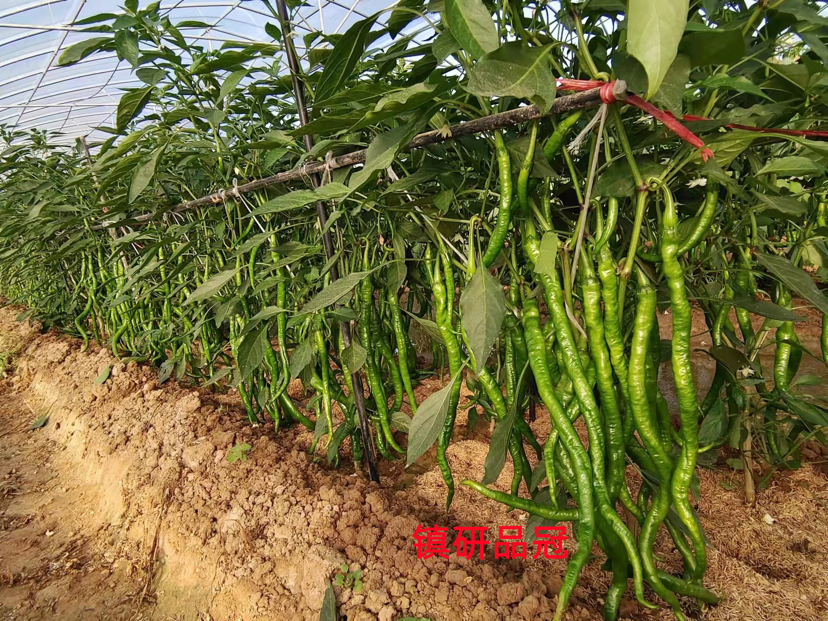 加工型辣椒种子展示