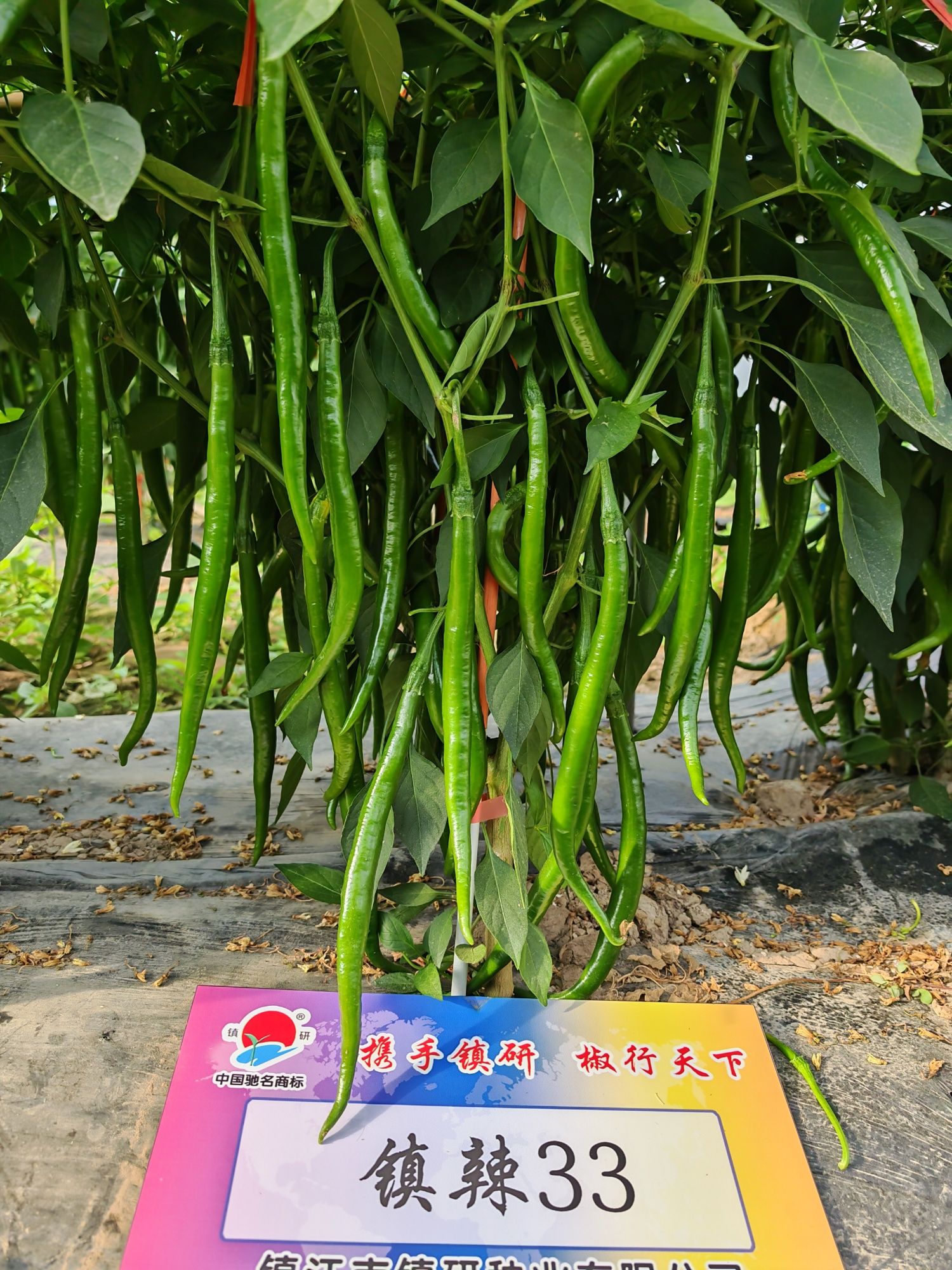 螺丝椒种植基地